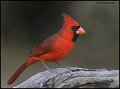 _7SB1983 northern cardinal